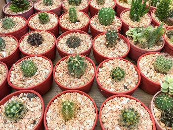 Full frame shot of potted cactus at market