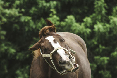 Close-up of brown horse