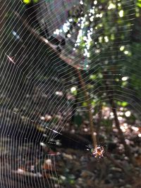 Close-up of spider on web