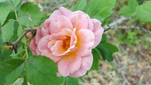 Close-up of pink rose