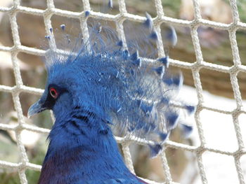 Close-up of bird in cage