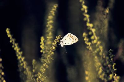 Butterfly on flowers