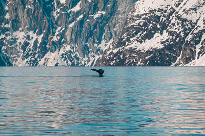 Whale swimming in a greenlandic fjord