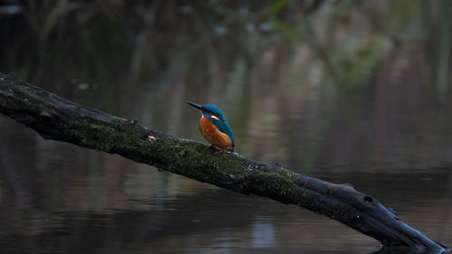 Kingfisher perching on branch