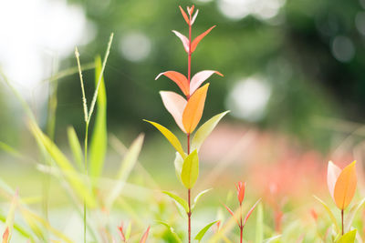 Close-up of flowering plant