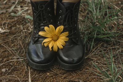 High angle view of yellow flower on field