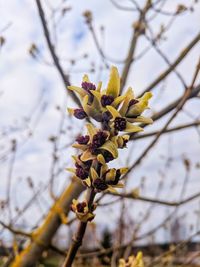 Low angle view of flowering plant