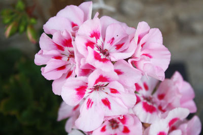 Close-up of pink cherry blossom