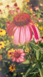 Close-up of pink flowers