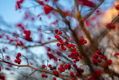 Close-up of red berries on tree