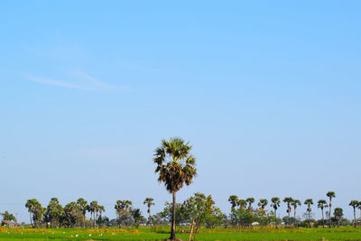 Trees on field against clear blue sky