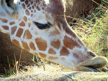 Close-up of giraffe