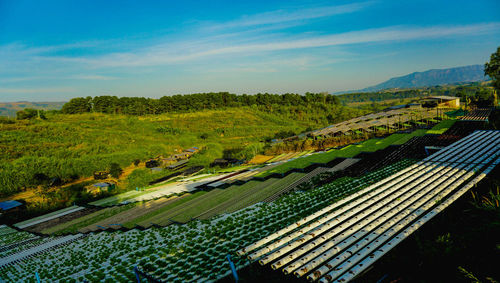 Scenic view of agricultural field against sky