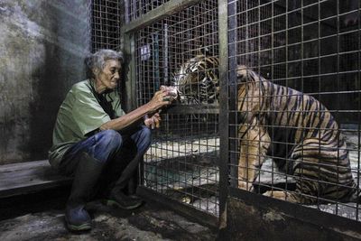 Woman feeding tiger at zoo