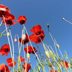 Low angle view of red flowers against clear blue sky