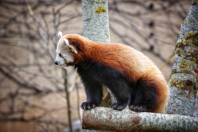 Close-up of cat on branch