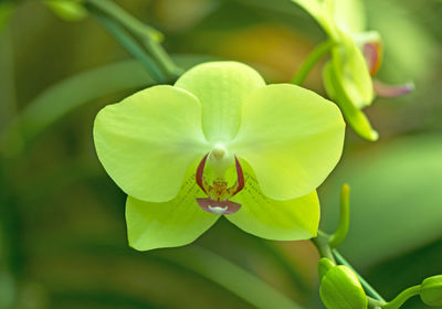 Close-up of flowering plant