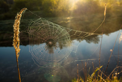 A beautiful spring sunrise scenery with plants growing on the banks of river. springtime landscape.