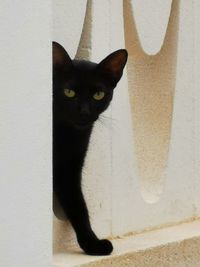 Portrait of black cat sitting against wall