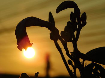 Close-up of silhouette plant against sky during sunset