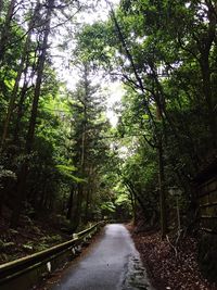 Road passing through forest