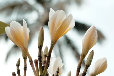 Close-up of white crocus flowers