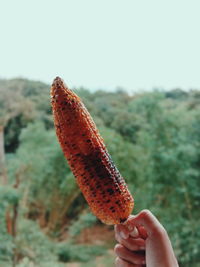 Close-up of hand holding roasted corn 