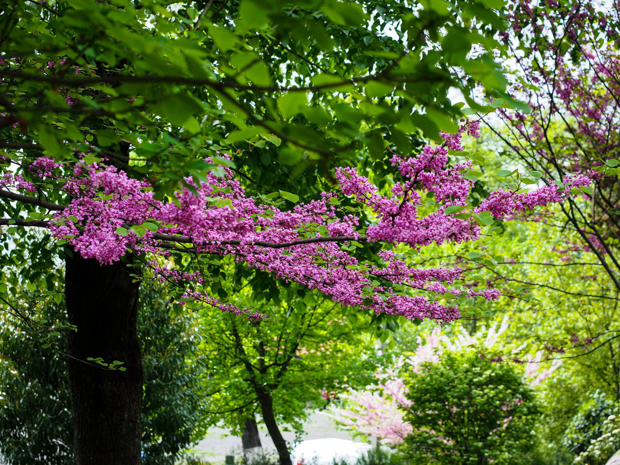 CLOSE-UP OF PURPLE FLOWERING PLANTS