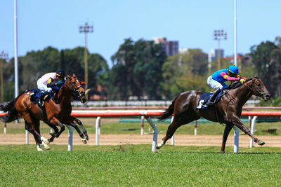 Horses on field