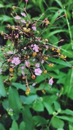 Close-up of insect on plant