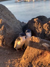 View of penguin on beach