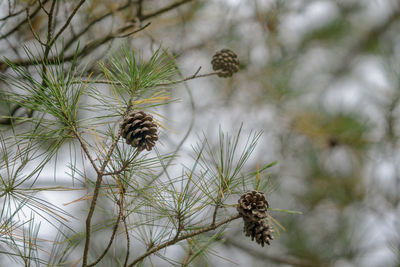 Close-up of pine cone on plant