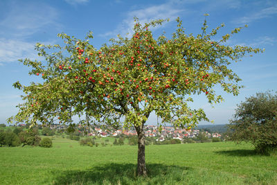 View of flowering tree on field against sky