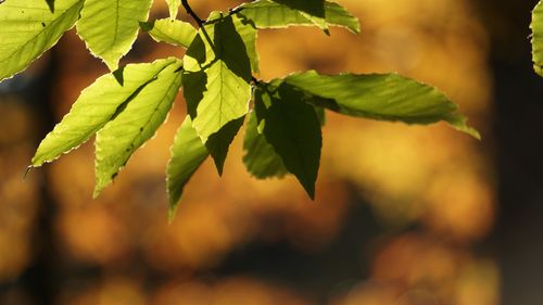 leaf