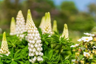 Close-up of white flowering plants on field