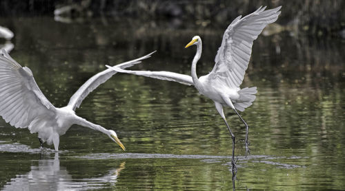 Great egret fighting for pie of share