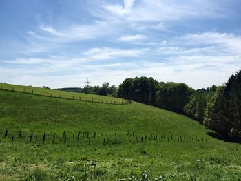 Scenic view of grassy field against sky