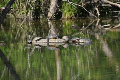 View of duck swimming in lake