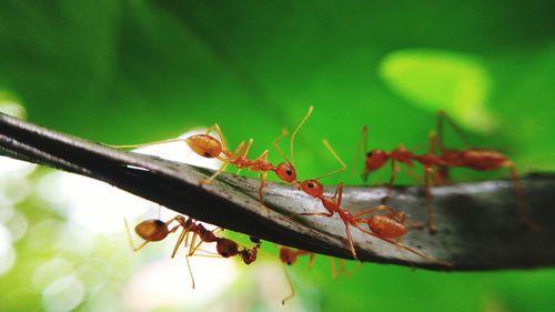 Close-up of insect on leaf