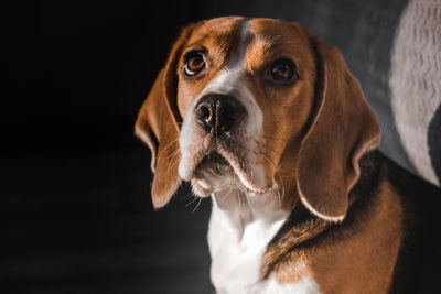 Muzzle of a dog beagle close-up, looks up. expressive look