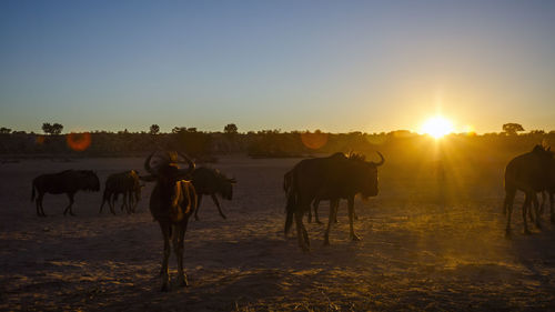 Rear view of people walking on field against clear sky during sunset