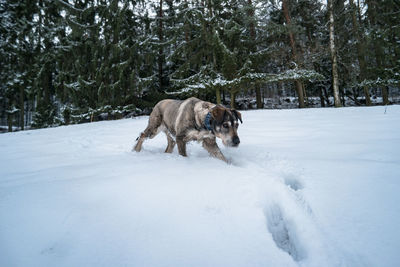 Dog on snow field against trees during winter