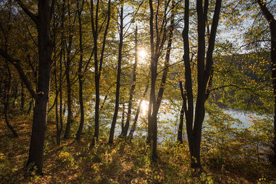Sunlight streaming through trees in forest during autumn