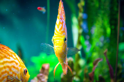 Close-up of fish swimming in sea