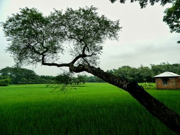 Scenic view of grassy field against sky