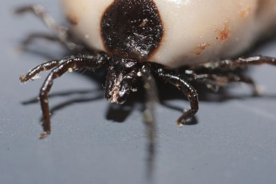 Close-up of spider