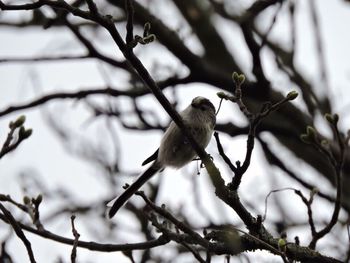 Low angle view of birds perching on branch