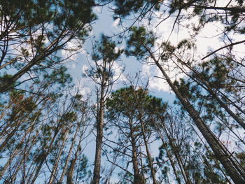 Low angle view of trees against sky