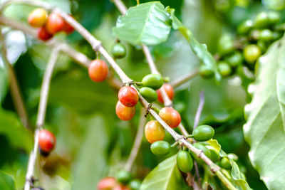 Close-up of berries on tree