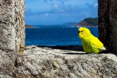 Parakeet perching on rock formation against sea and sky during sunny day